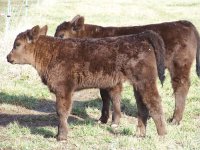 Heifer Money Man 1.JPG