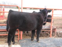 alias steer 005.jpg