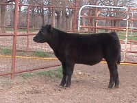 steers 3 17 10 068.JPG