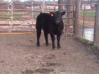 steers 3 17 10 066.JPG