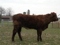 Bryans heifer.JPG