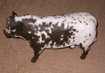 model bulls shorthorn.JPG