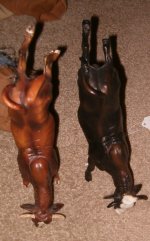 model bulls bucking.JPG