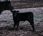 Hard Core X WMW heifer 3-21-10.JPG