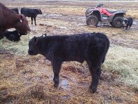bojocalf2.jpg