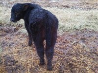 bojocalf.jpg