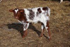 Timeline x lady, 6 days old.jpg