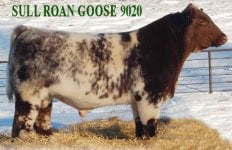 Sull Roan Goose 9020.jpg