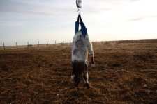 calf in scale2.jpg