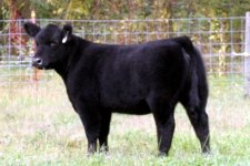 17%20Monopoly%20heifer%20profile.jpg