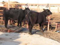 Laramie's calves 022.jpg