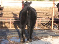 Laramie's calves 019.jpg