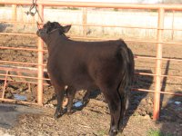 Laramie's calves 011.jpg