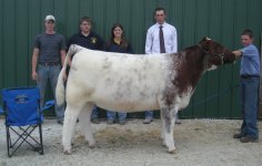 Grand Heifer 09.jpg