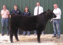 Grand Steer 09.jpg