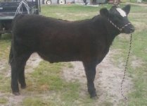 steer pic.jpg