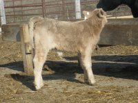 calves 010.jpg