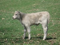 calves 013.jpg