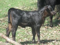 calves 016.jpg