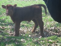 calves 017.jpg