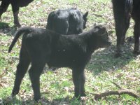 calves 018.jpg