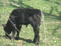 calves 014.jpg