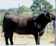 maine cow pic.jpg