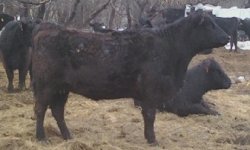 Galloway X Angus bred heifer.jpg