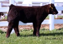 My Turn x Debull heifer.JPG