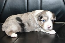 Blue Merle Male 3.JPG