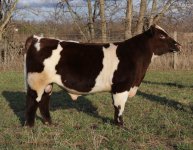 shorthorn2a2.jpg