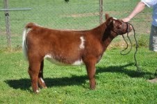 new shorthorn.jpg