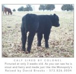 colonelcalf.jpg