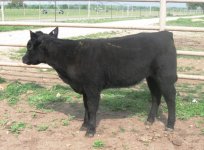 punisher    heifer.jpg