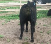 punisher  heifer.jpg