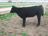 punisher heifer.jpg
