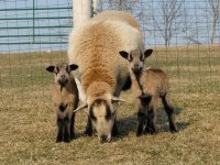 ofelia and her lambs.JPG
