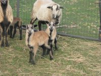 lamb2.JPG