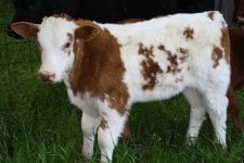Steer 1.JPG