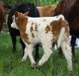 Steer 3.JPG