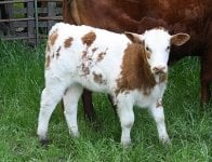 Steer 4.JPG