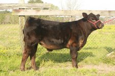 steer 021-s.jpg