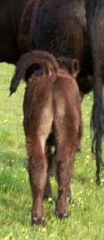 Steer Rear Crop.jpg