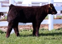 My Turn x Debull heifer1.jpg