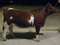 cows 04 13 2010 096.jpg