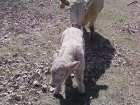 golden child heifer.jpg