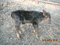 MoneyMan Calf 2.JPG