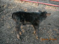 MoneyMan Calf.JPG