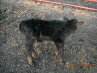MoneyMan Calf.JPG