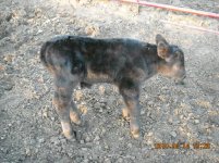 MoneyMan Calf 2.JPG